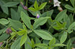 Blue wild indigo